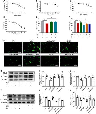 Therapeutic Potential of Astragaloside IV Against Adriamycin-Induced Renal Damage in Rats via Ferroptosis